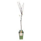 Malus domestica elstar - Pomme décorative élégante Ø19cm - Hauteur 60cm