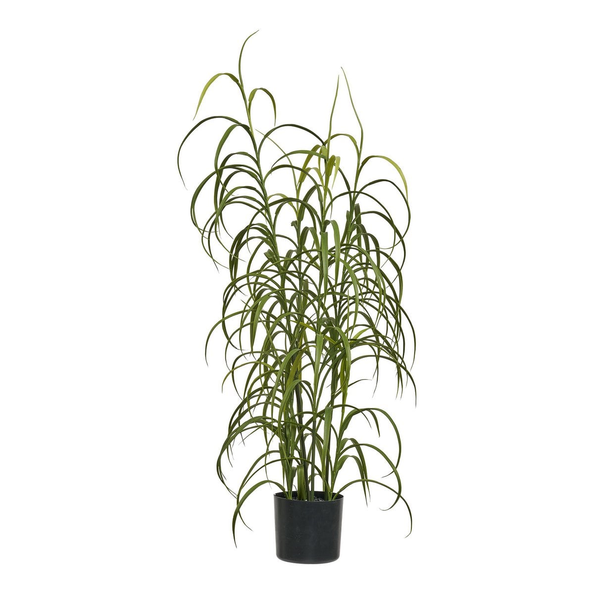 Plante herbacée verte H:68 cm avec feuilles luxuriantes