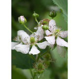 Rubus Idaeus Lochness - Bramen - Ø13cm - ↕45cm