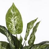Plante artificielle Dieffenbachia Vert