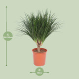 Dracaena Draco - Ø30cm - ↕110cm
