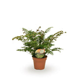 Didymochlaena truncatula - Ø17cm - ↕50cm