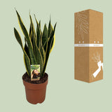 Sansevieria trifasciata laurentii en pot Ø21 cm vert et jaune