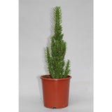 Uputies subbulata - Ø17cm - ↕50cm