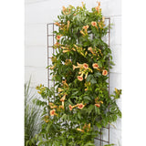 Plante grimpante Campsis orange
