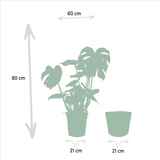 Lot de 3 plantes tropicales variées
