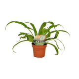 Asplenium Old - Ø12cm - ↕30cm