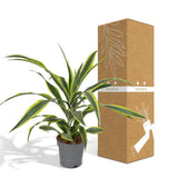 Dracaena Fragrans Citron Lime - Dragonnier - Ø17cm - ↕40cm