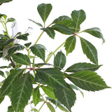 Parthénossus Henryana - Wilde Wingerd chinois - Ø15cm - ↕65cm