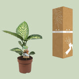 Plante dieffenbachia Tropic Snow Ø17 cm