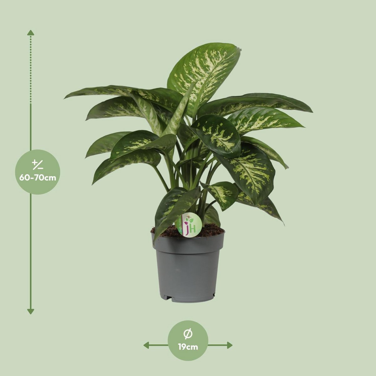 Dieffenbachia Mars - Ø19cm - ↕60cm