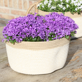 Pot de fleur campanule violette avec panier coton et système d'arrosage
