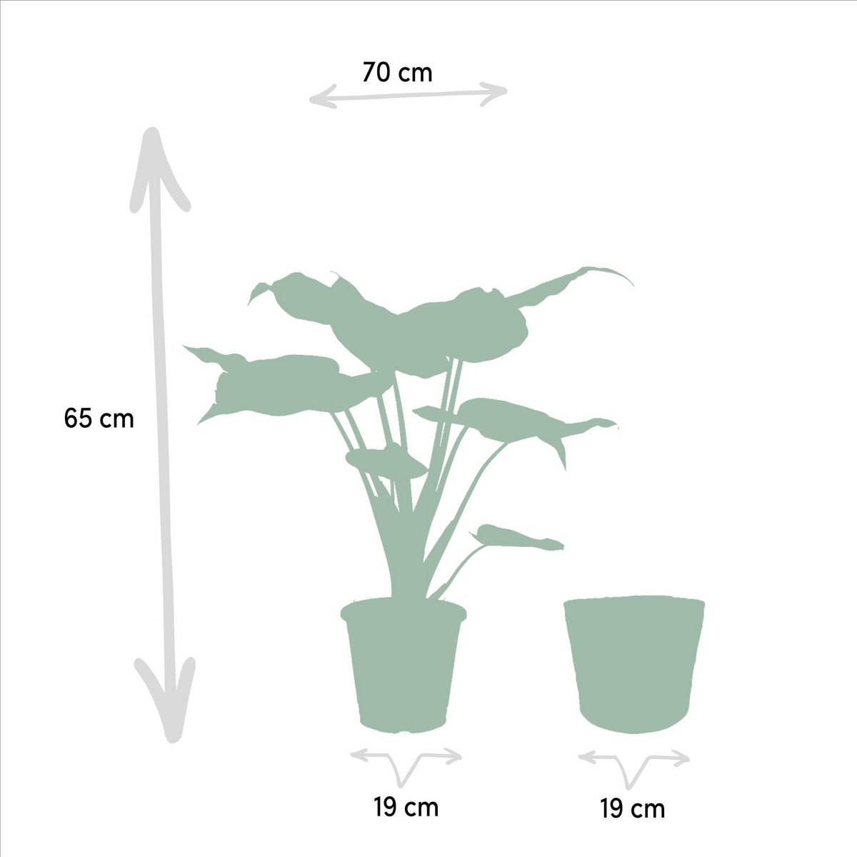 Alocasia Cucullata dans un pot décoratif