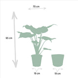 Alocasia Cucullata dans un pot décoratif