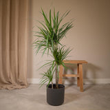 Dracaena marginata - Dragonnier - Ø21cm - ↕115cm