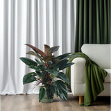 Philodendron Congo rouge d'intérieur