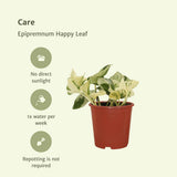 Epipremnum Happy Leaf - 4 pièces - ø12cm - ↕15cm