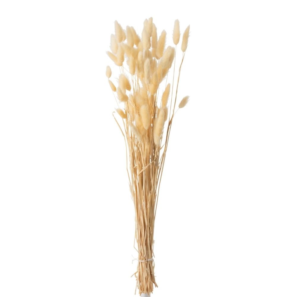 Bouquet Plume Queue de Lièvre Beige Séché J-Line en gros plan