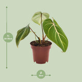 Plante Philodendron selloum Atom verte