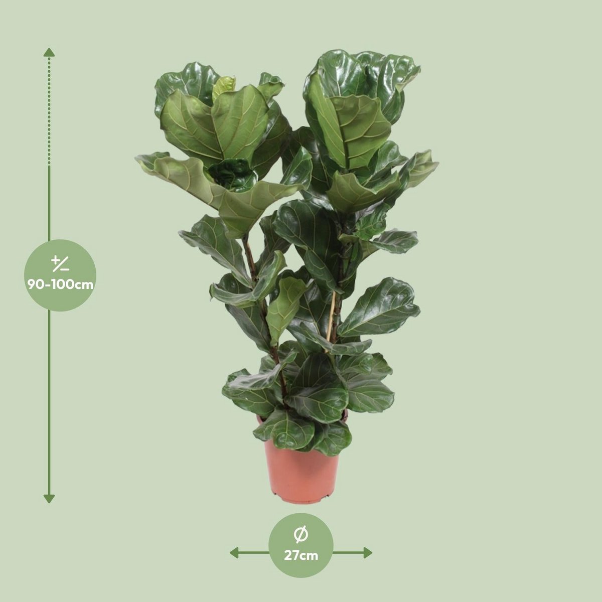 Ficus lyrata - Ø27cm - ↕100cm
