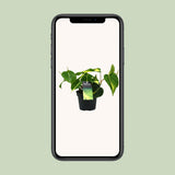 Philondendron Brasil Climbing - Ø12cm - ↕20cm