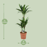 Dracaena Janet Craig 60-30-15 - Ø21cm - ↕100cm