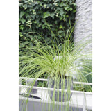 Plante artificielle Carex Testacea orange Ø19 cm