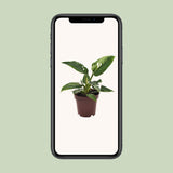 Plante artificielle Philodendron princesse blanche pot 12 cm