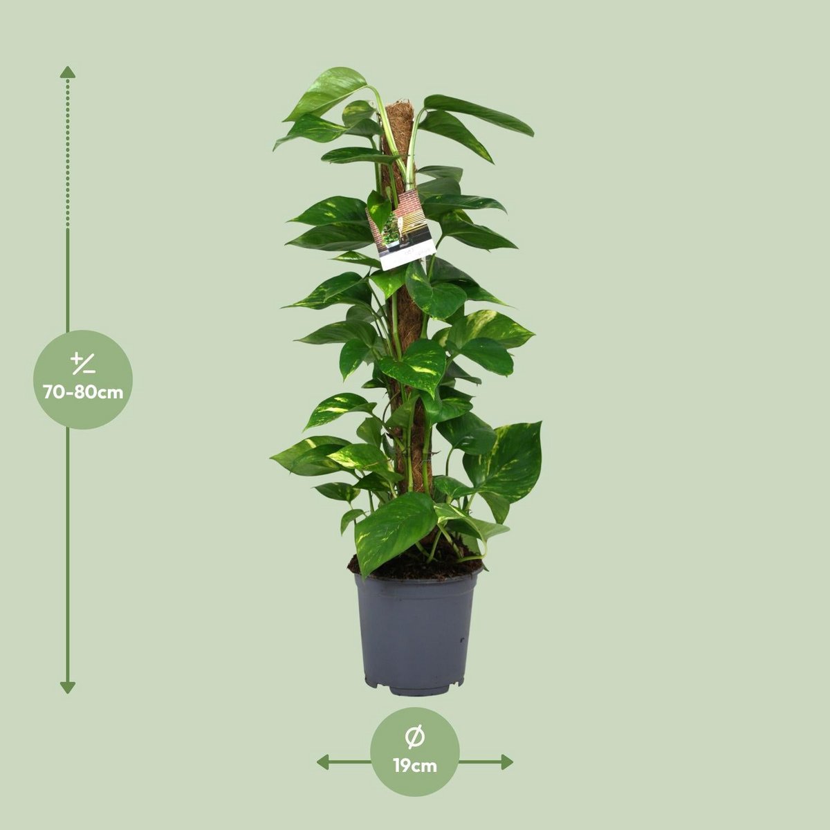 SCINDAPSUS Epipremnum - Ø19cm - ↕80cm