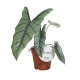 Alocasia Hétérophylla - Plante d'intérieur avec feuilles bleu-vert