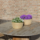 Échelle en osier avec campanulas violettes en pot 12 cm