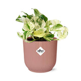 Epipremnum Pinnatum Happy Leaf en pot pliant rose 14 cm