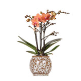 Orchidée Phalaenopsis orange en pot céramique Safari 9 cm