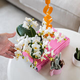 Orchidée phalaenopsis blanche Nazaré en pot Ø9 cm