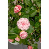 Camellia japonica Bonomiana - Ø19 - ↨65cm
