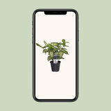 Dracaena Godsefiana - Ø12cm - ↕25cm