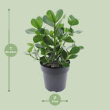 Clusia Rosea Princess - Ø27cm - ↕60cm