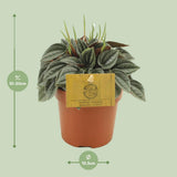 Peperomia napoli nuits - Ø10,5cm - ↕15cm