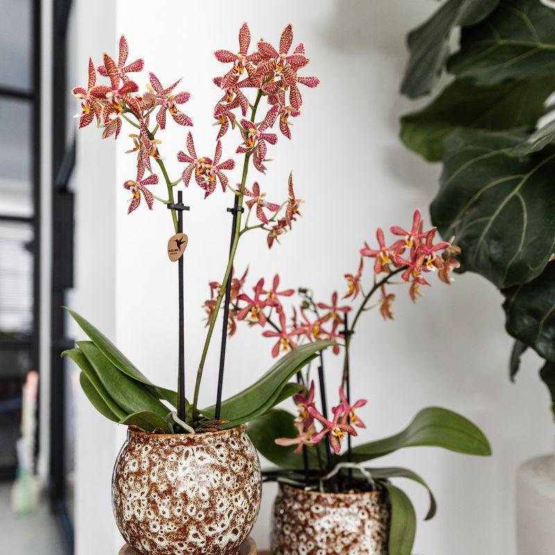 Image de diapositive