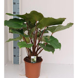Homalomena Maggy - Ø19cm - ↕70cm