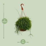 Rhipsalis Cassutha - Ø117cm - ↕45cm