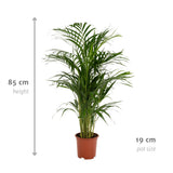 Areca Palm - Ø19cm - ↨85cm