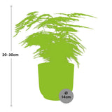 Asparagus setaceus en pot 14 cm elho jaune