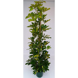 Plante Schefflera Gold Capella en pot Ø20 cm, hauteur 120 cm