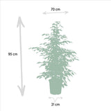 Ficus benjamina Crépuscule - Ø21cm - ↕95cm