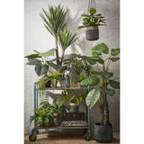 Yucca Crème avec pot décoratif - Élégance naturelle