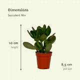 Everpring - Succulent Mix - 18 pièces - 10 cm - Ø8.5
