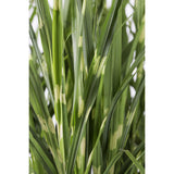 Miscanthus sinensis Strress - Ø 23. - ↕60cm - Ø19 - ↨50cm