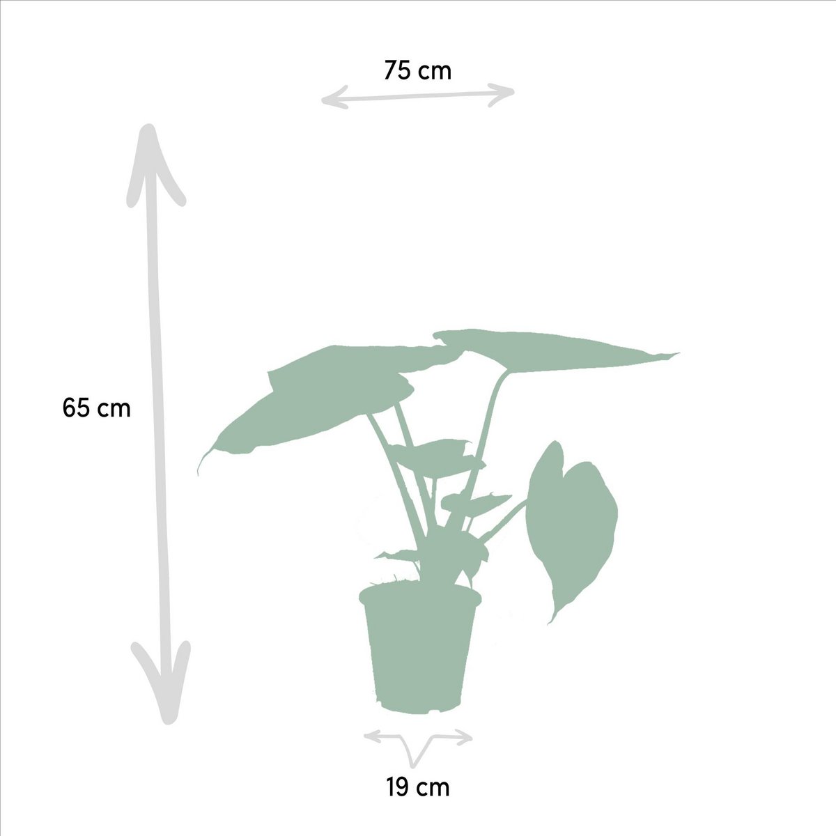 Alocasia Cucullata et Wenii - Plantes d'intérieur vertes luxuriantes