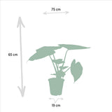 Alocasia Cucullata et Wenii - Plantes d'intérieur vertes luxuriantes